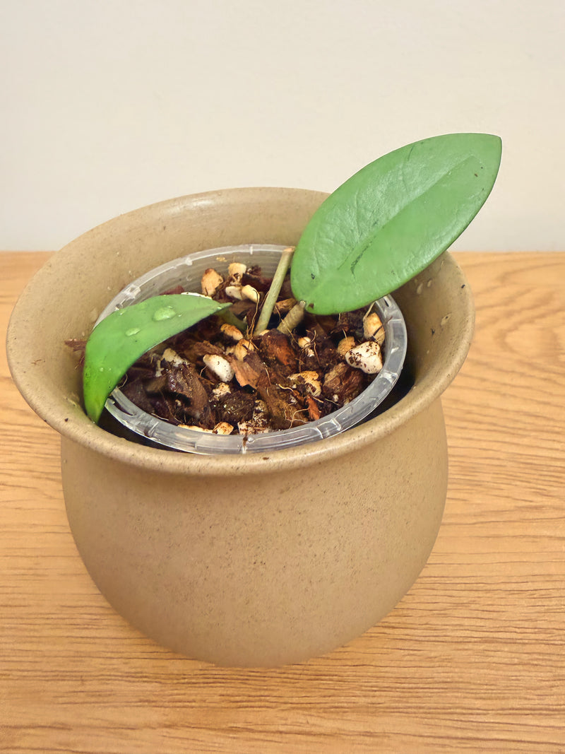 Hoya Silver Dollar