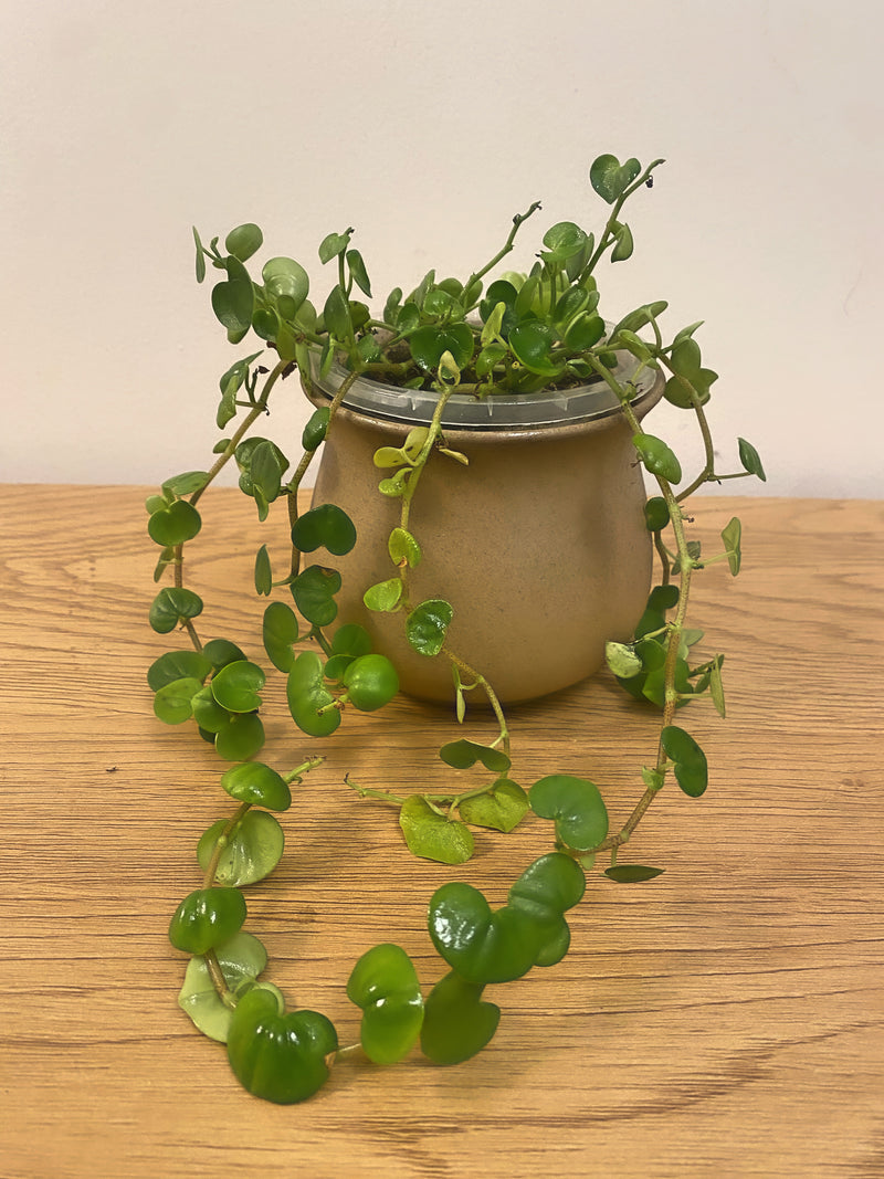 Peperomia Serpens