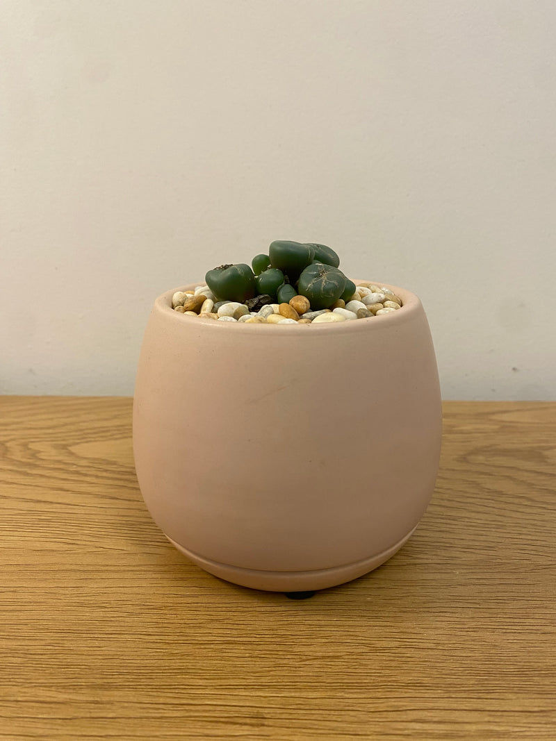 Conophytum Minitum Nudum