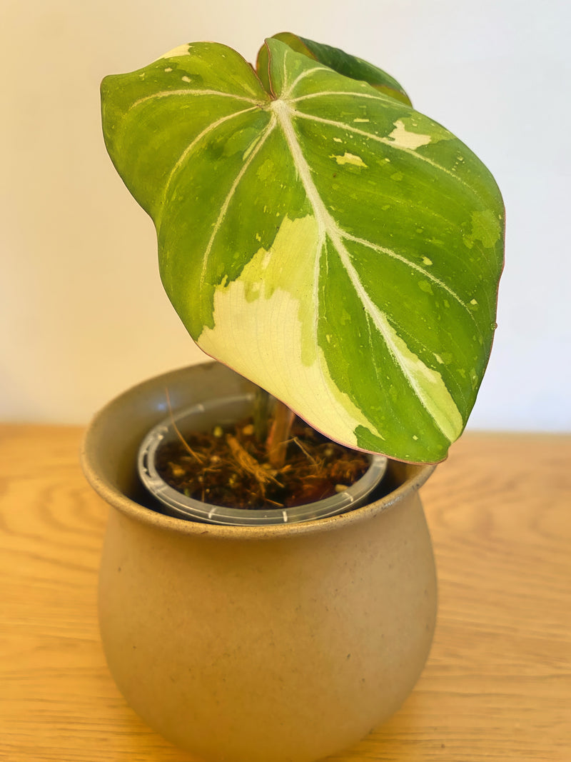 Philodendron Gloriosum Variegated (A)