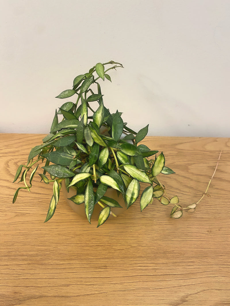 Hoya Lacunosa Variegated