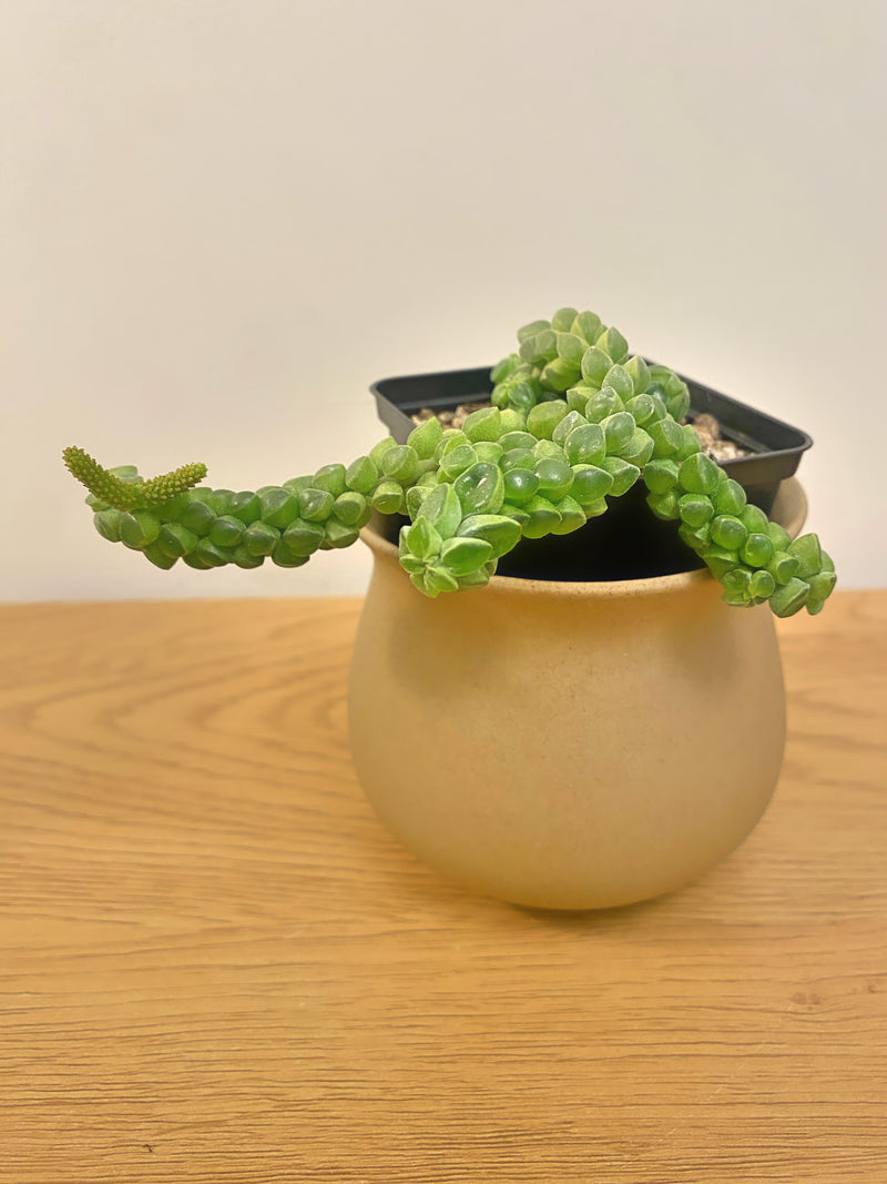 Peperomia Columella