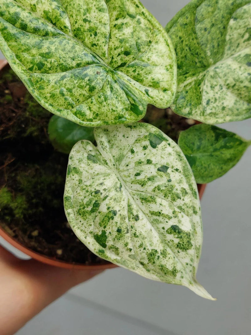 Alocasia Dragon Scale Mint