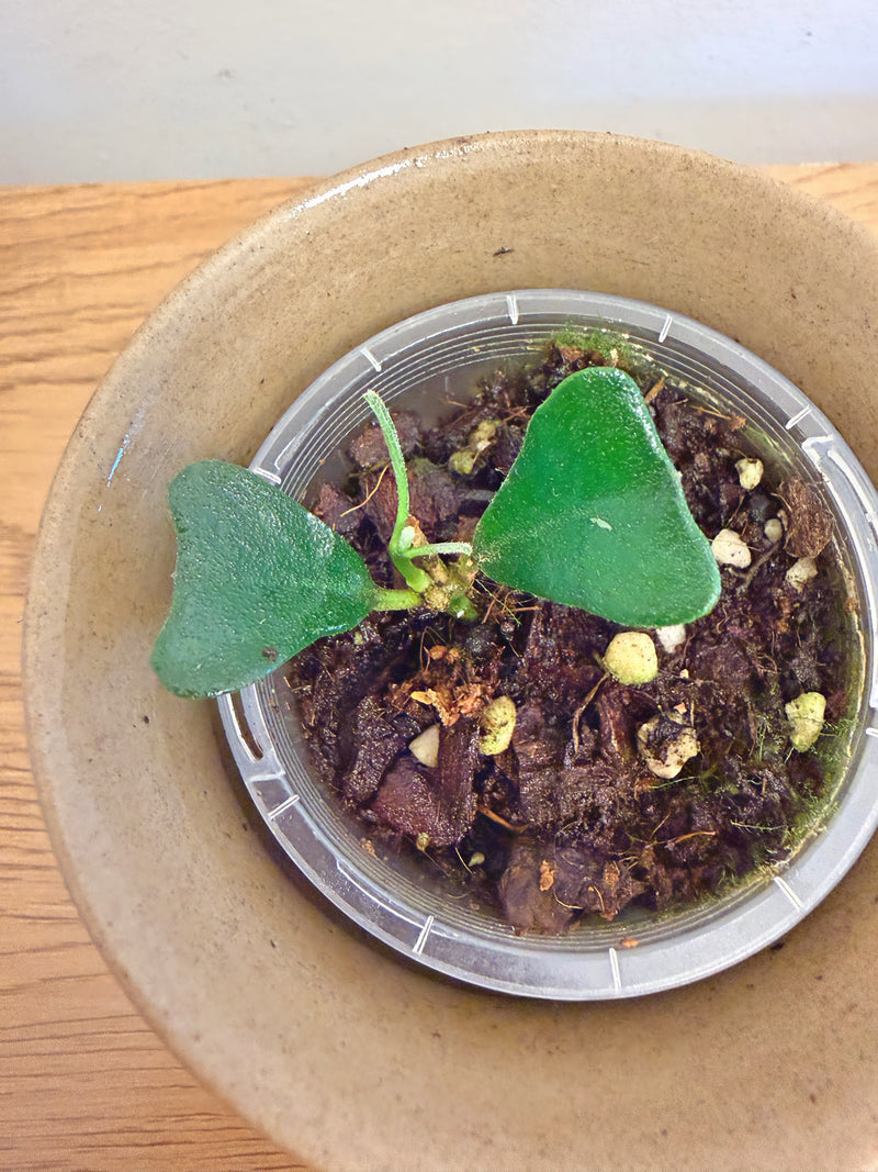 Hoya Manipurensis