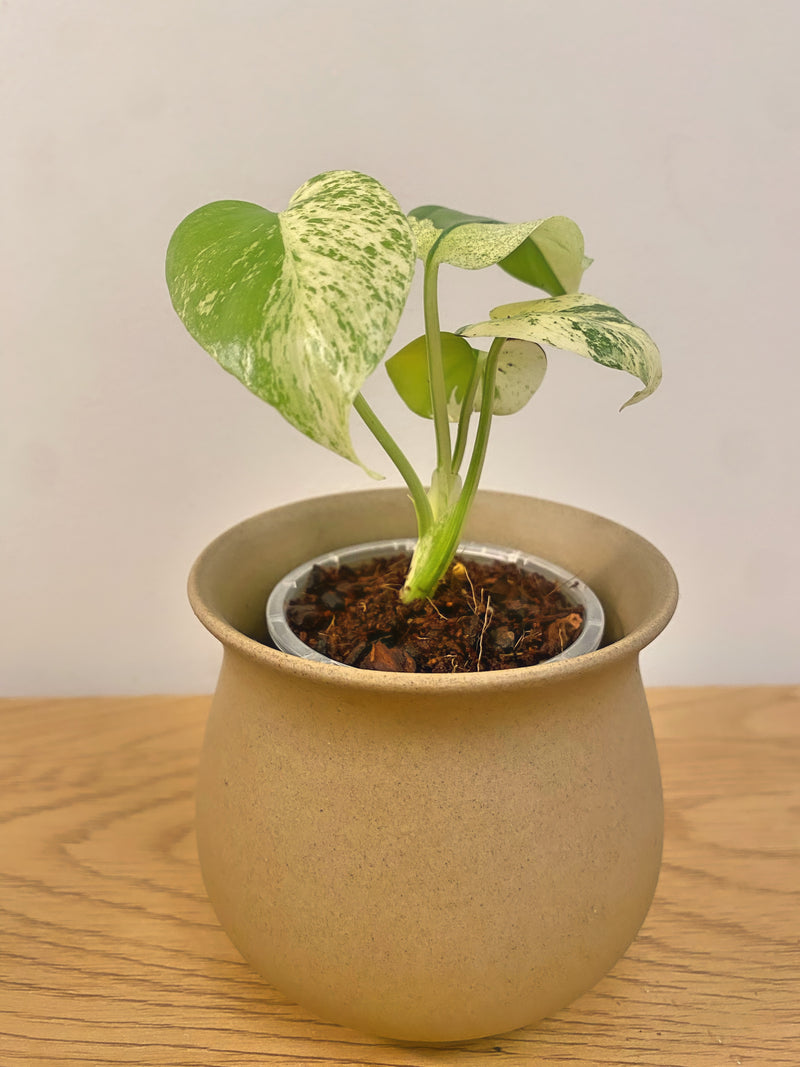 Monstera White Monster