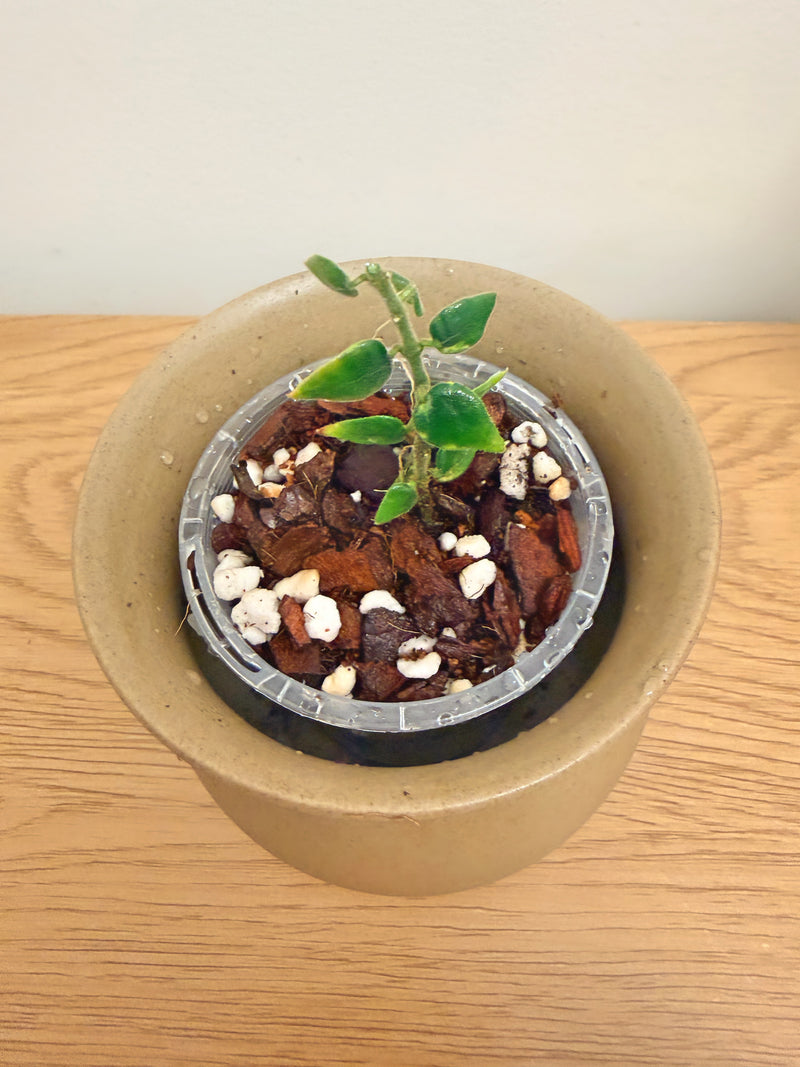 Hoya Chinghungensis