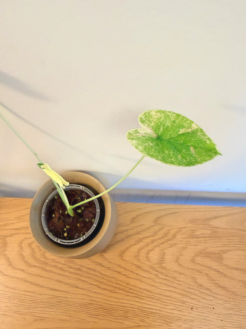 Colocasia Siam Ruby