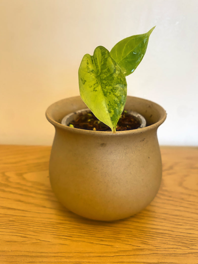 Alocasia Dragon Scale Aurea