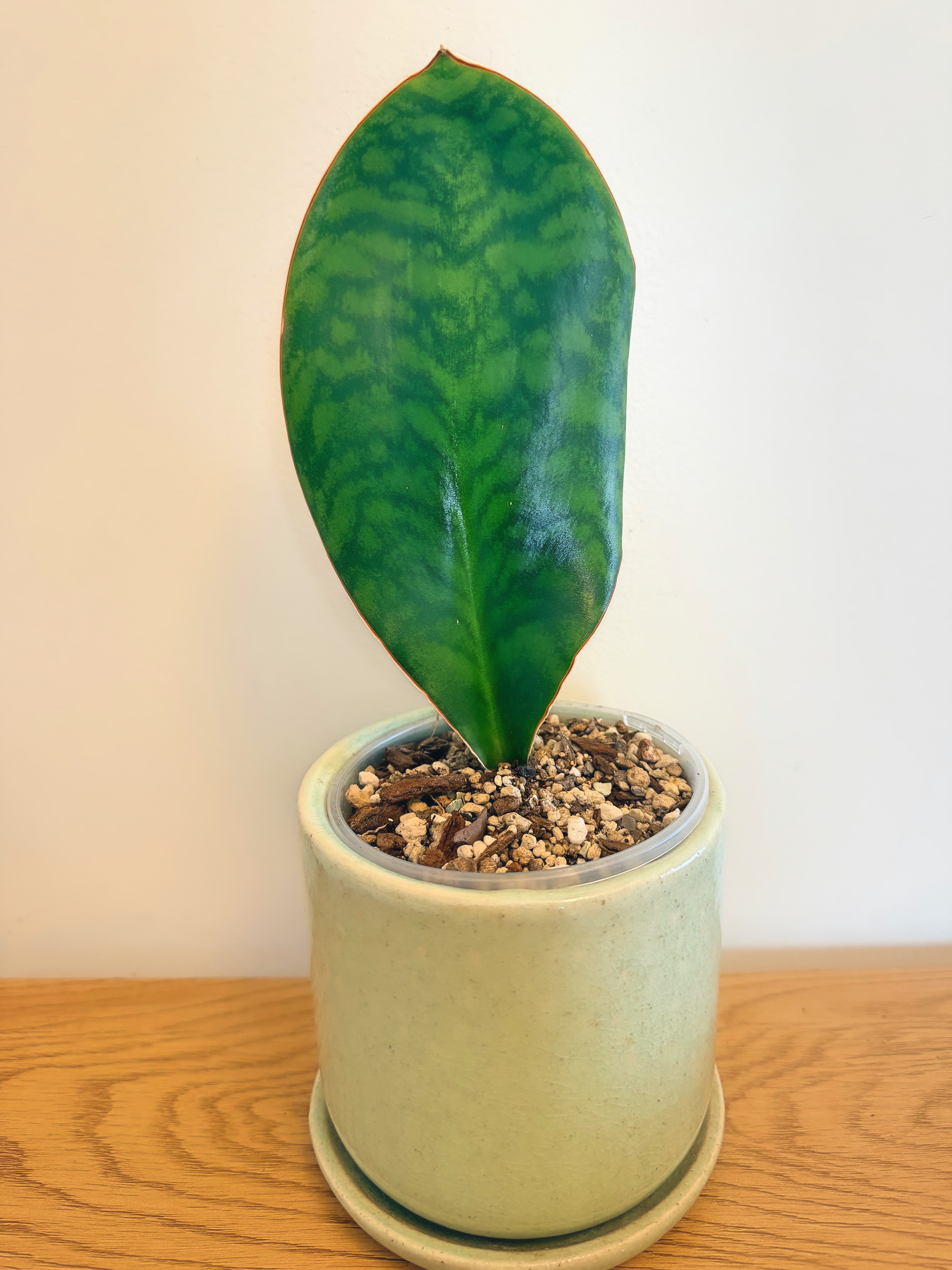 whale fin sansevieria nz Sanseviera Whale Fin