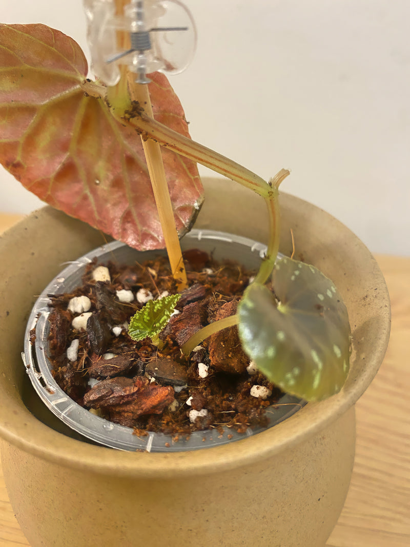 Begonia Variablis
