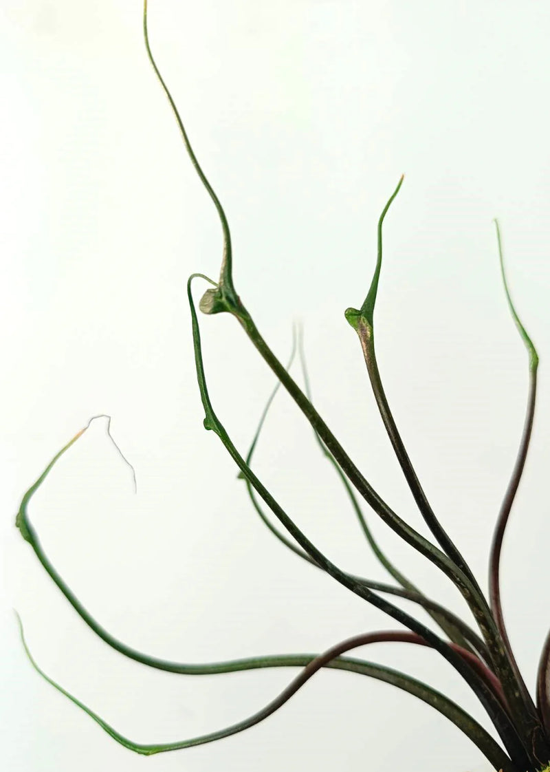 Alocasia Flying Squid