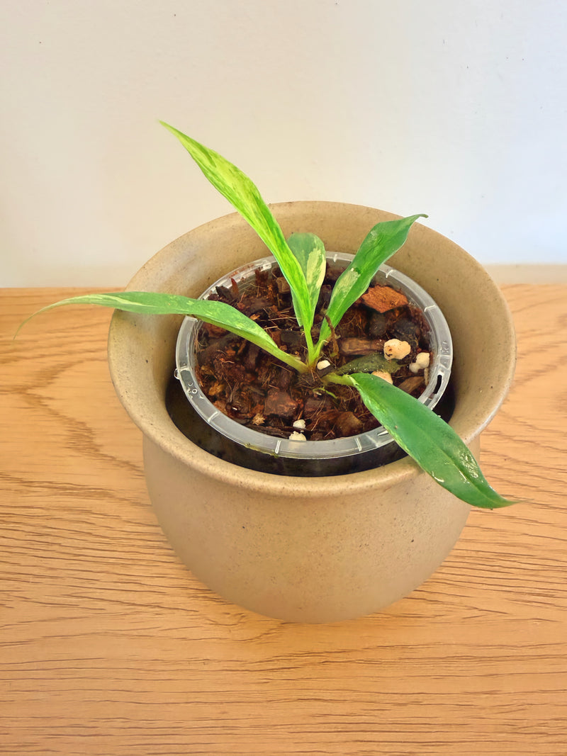 Philodendron Florida Beauty x Tortum