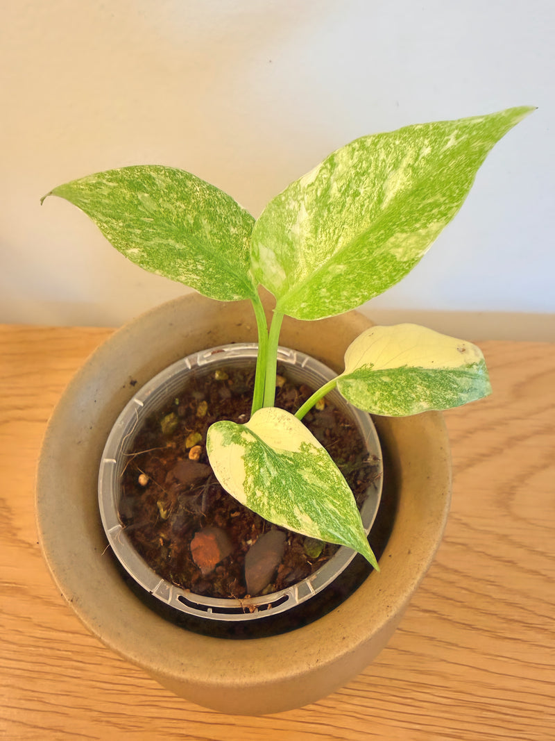 Monstera Green Snow