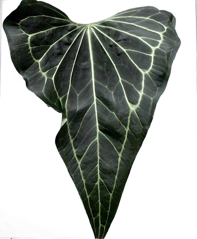 Anthurium Delta Force