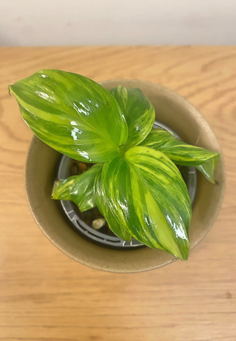 Musa Aurea