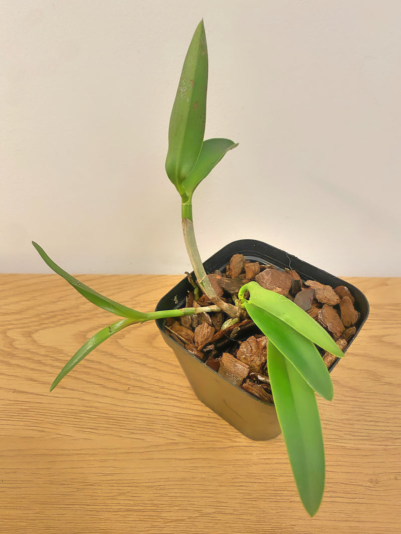 Cattleya Quinquecolor