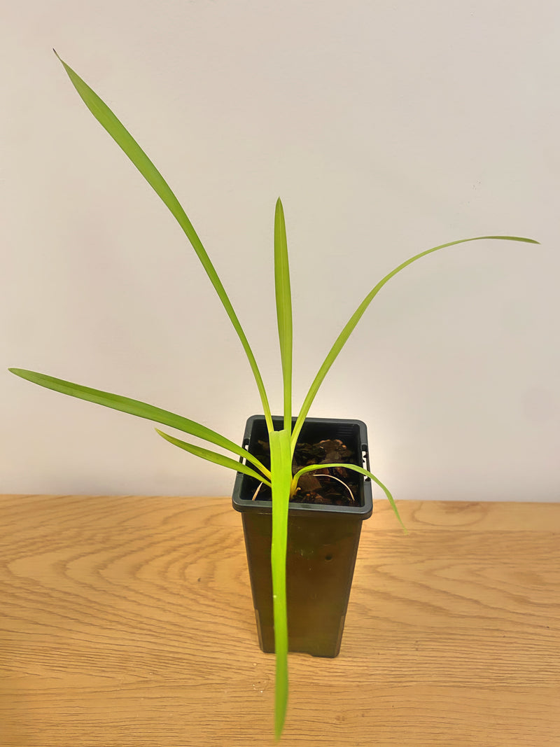 Cymbidium Litttle Nyonya #1 (Mericlone)