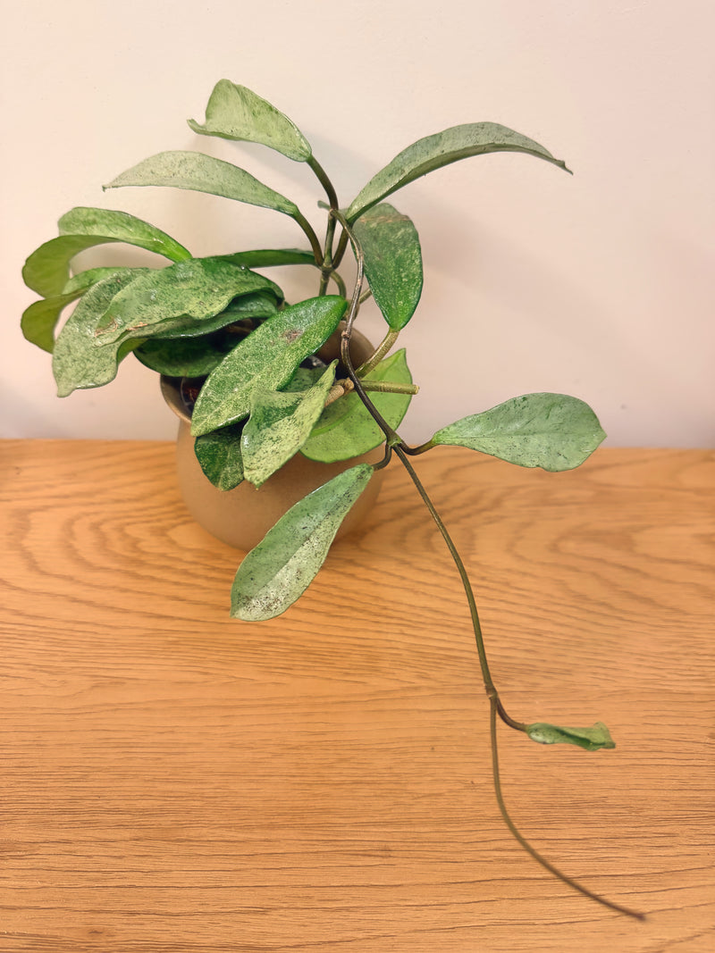 Hoya Grey Ghost (B)