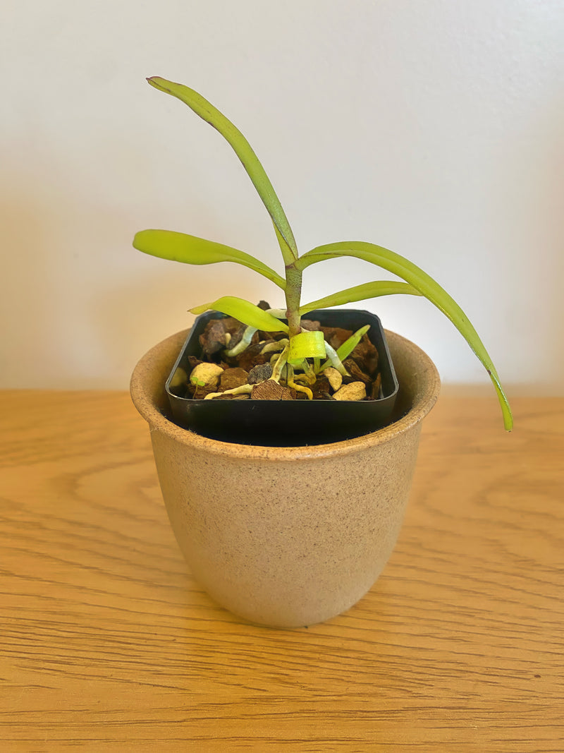 Micropera Obtusa
