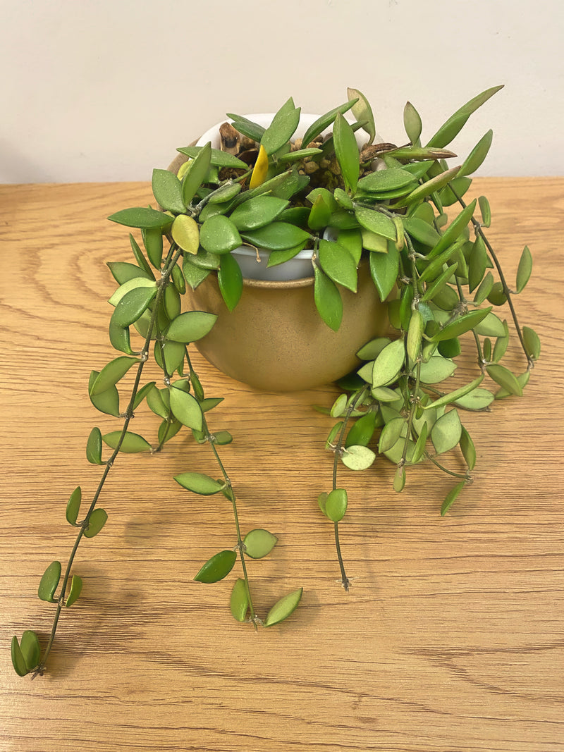 Hoya Picta