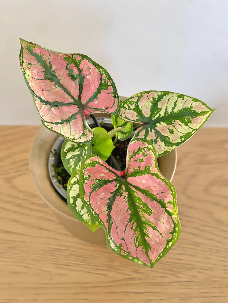 Caladium Purple Light