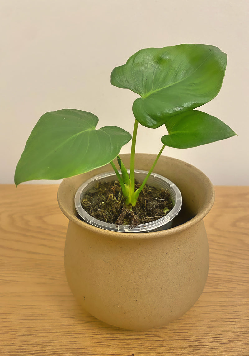 Philodendron Williamsii