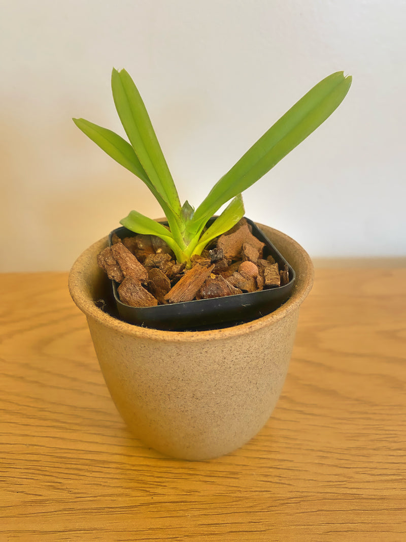 Vanda Ascocentrum