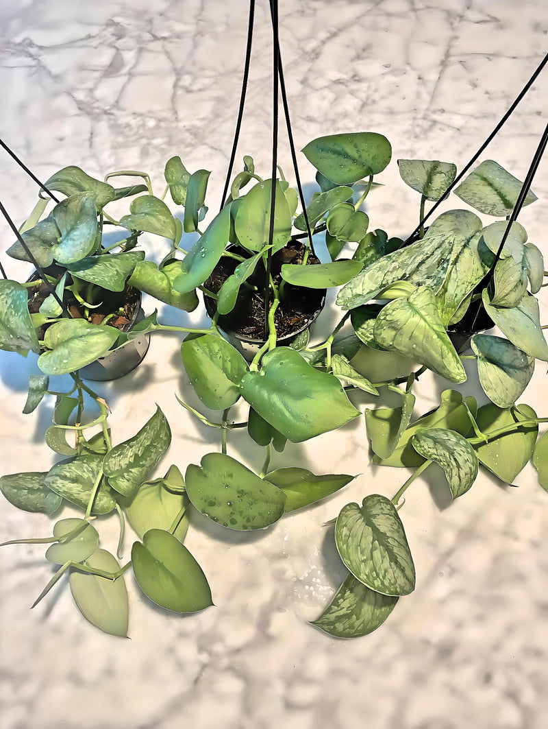 Scindapsus Silver Splash