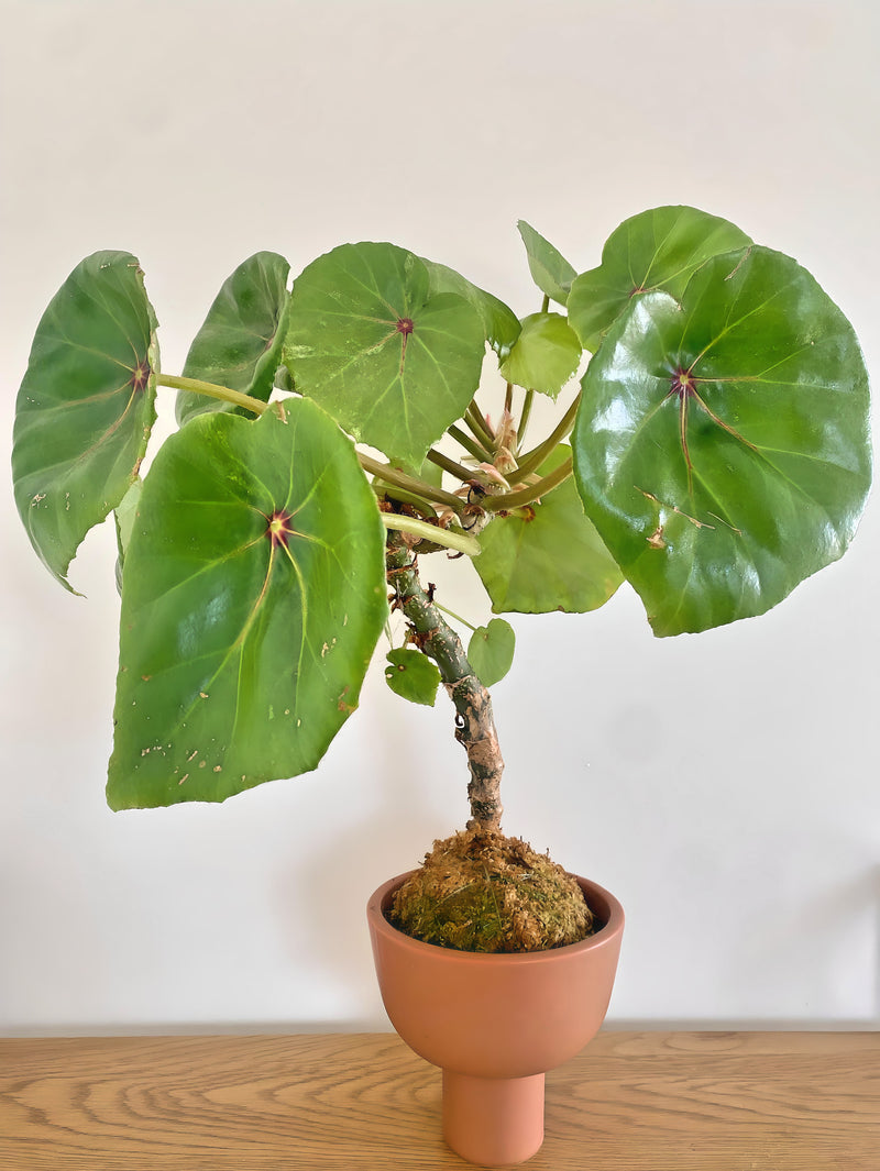 Begonia Rouge Variegated in Kokedama (Pot Included)