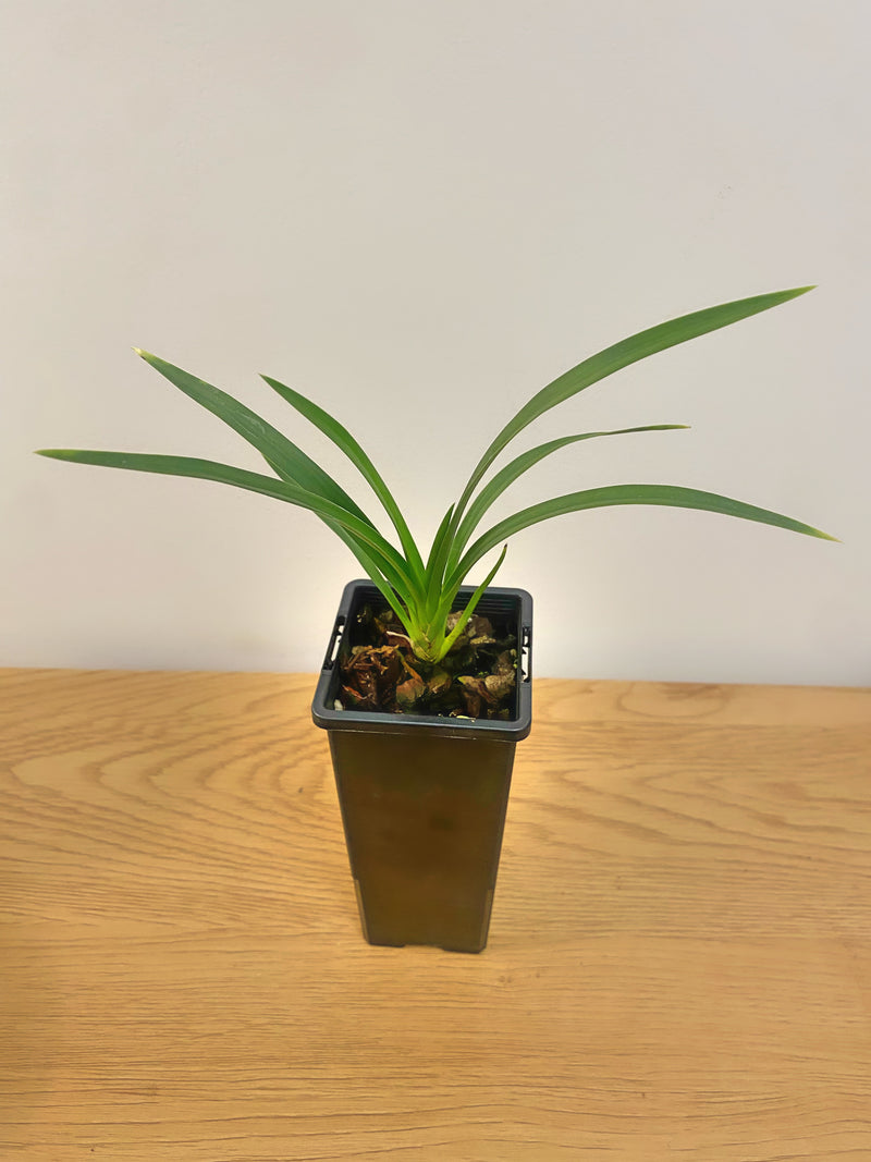 Cymbidium Clare Natasha x Cymbidium Canaliculatum #2