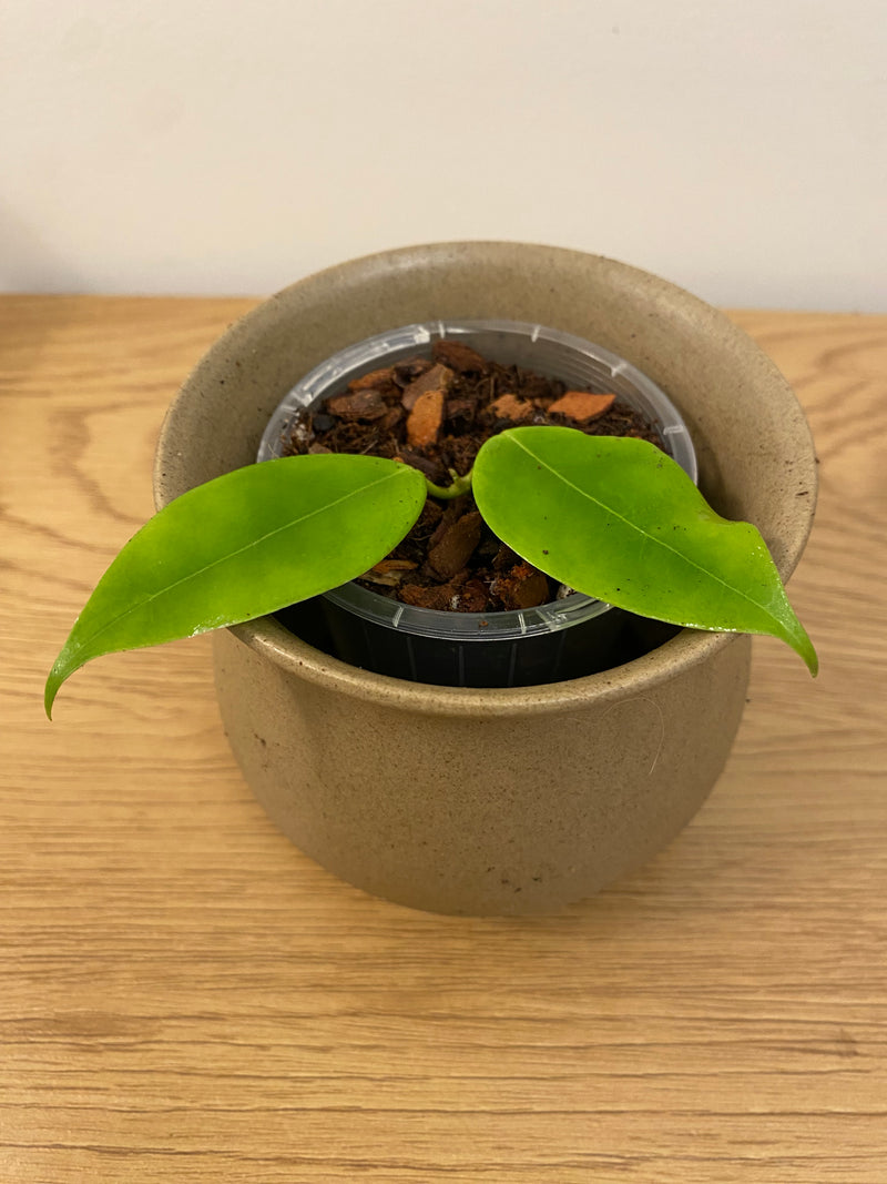 Hoya Odorata