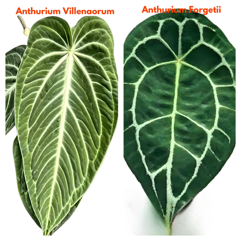 Anthurium Villenaorum x Forgetii