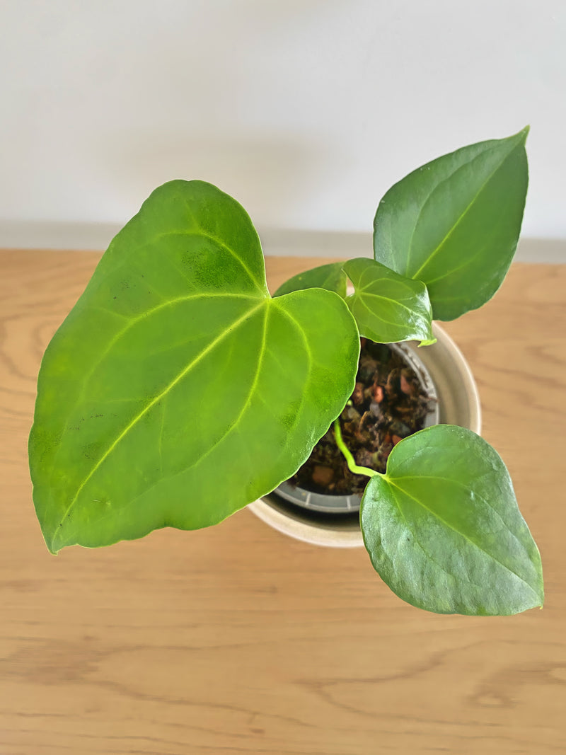 Anthurium Delta Force
