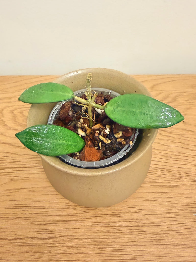 Hoya Silver Lady Dy