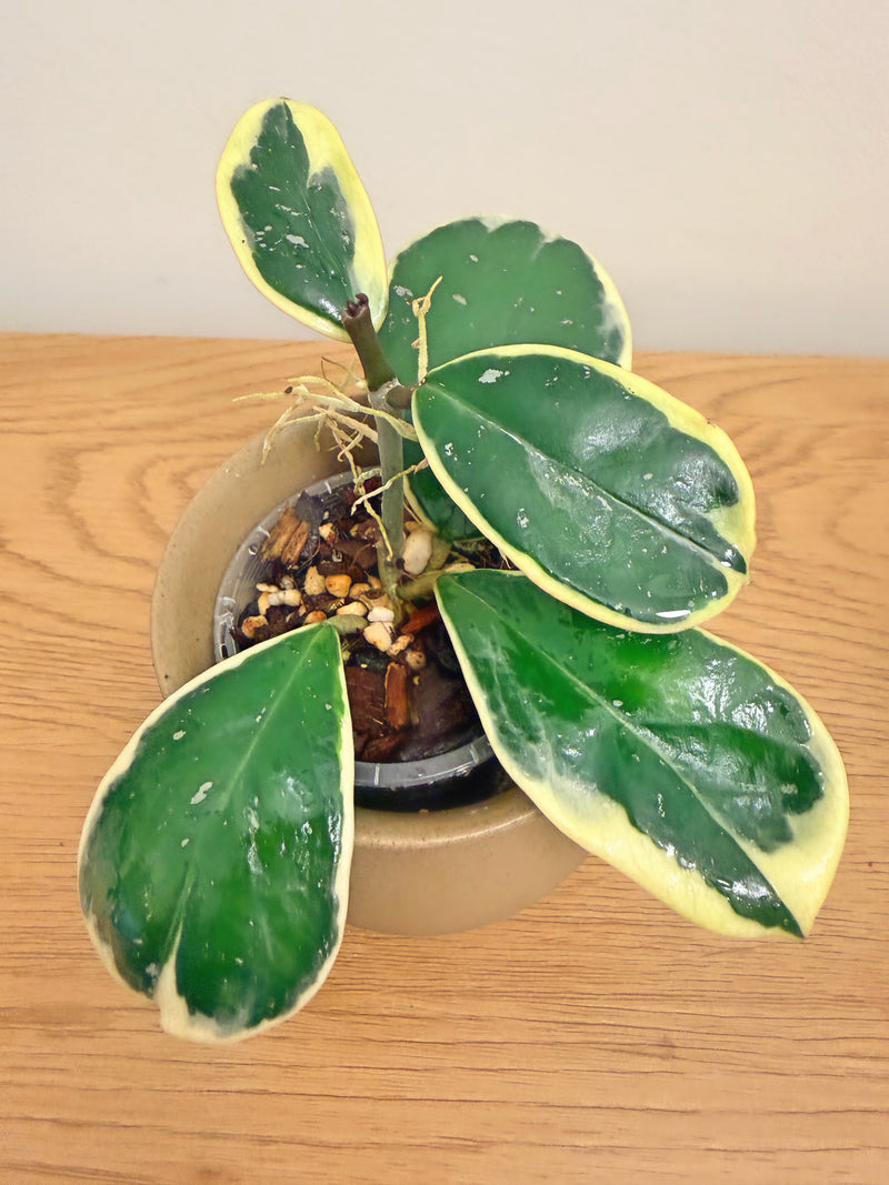 Hoya Obovata Outer Variegated (B)