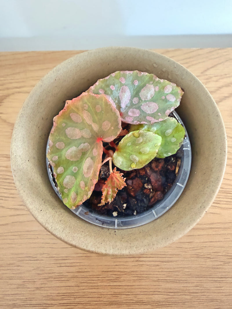 Begonia Colin No1 (Chlorosticta x Amphioxus)