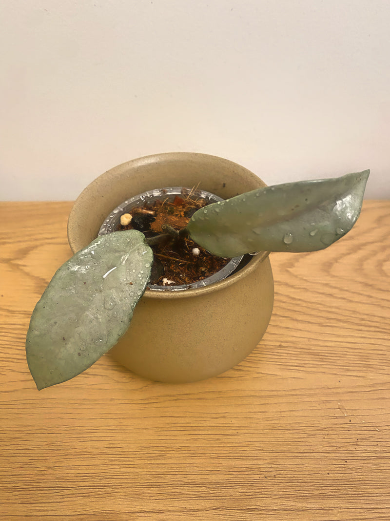 Hoya Carnosa Full Silver