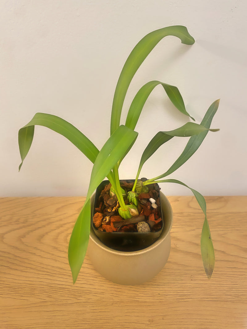 Maxillaria Porphyrostele