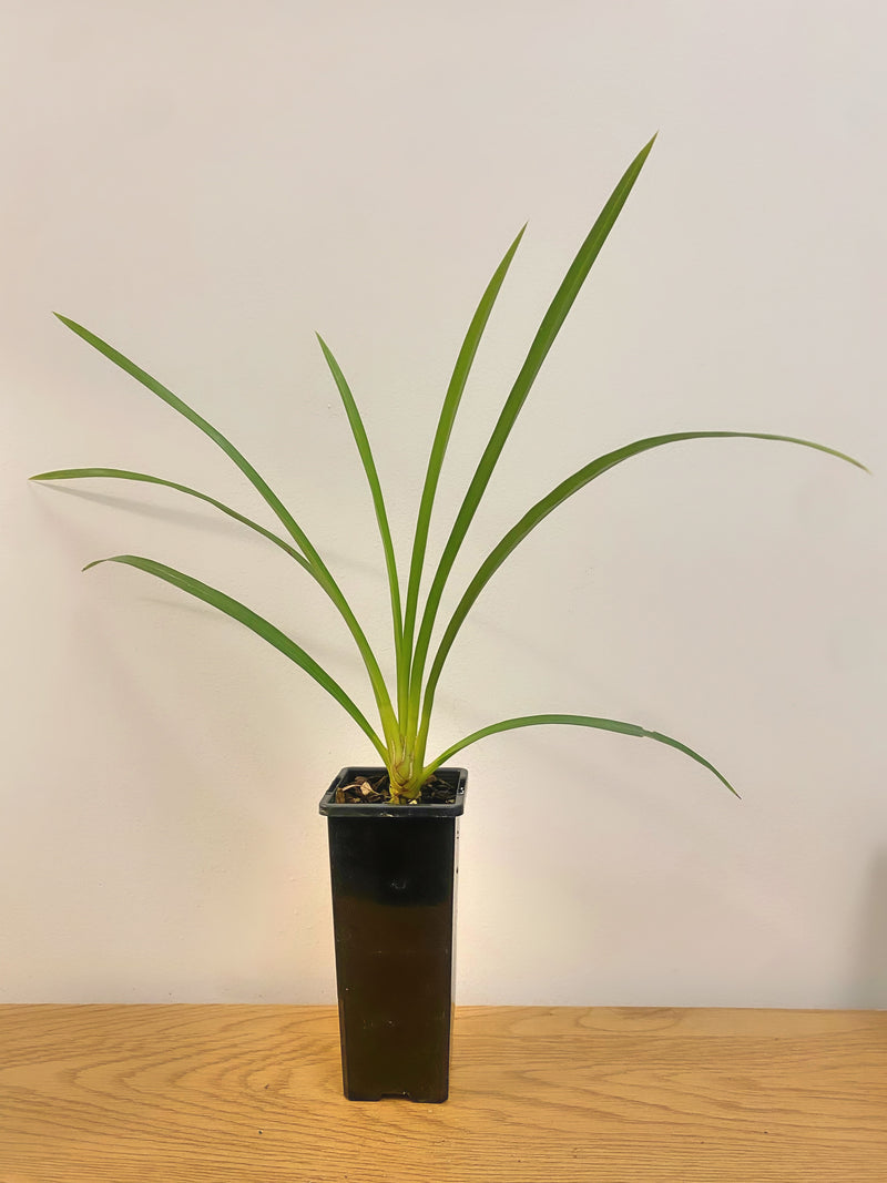 Cymbidium Pakkret Firestorm ‘Jerry’ (MC)