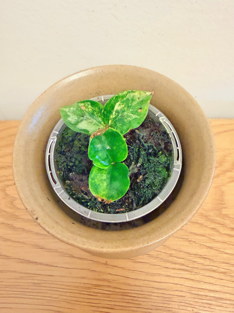 Variegated ZZ (B)