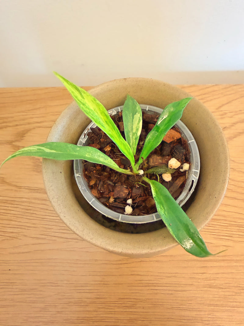 Philodendron Florida Beauty x Tortum