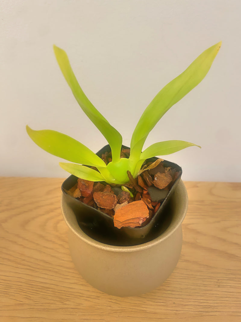 Oncidium Jairak Fragrance ‘Bordeux’