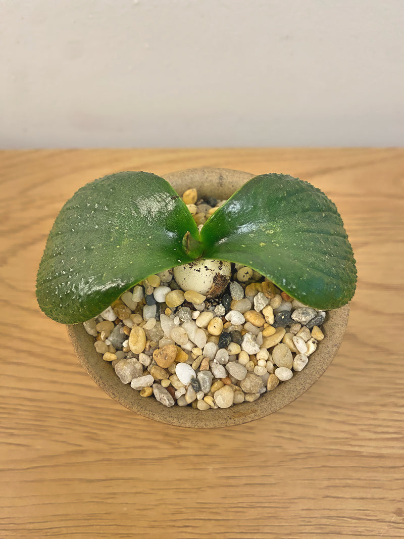 Massionia Pustulata