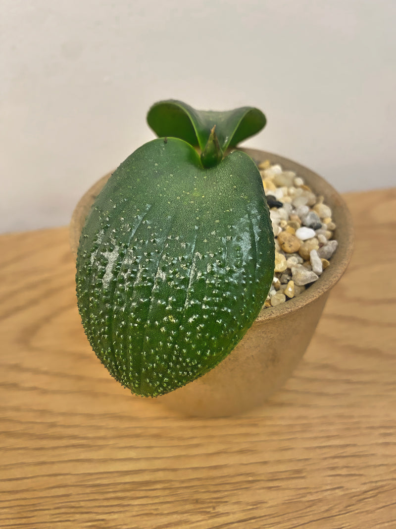 Massionia Pustulata