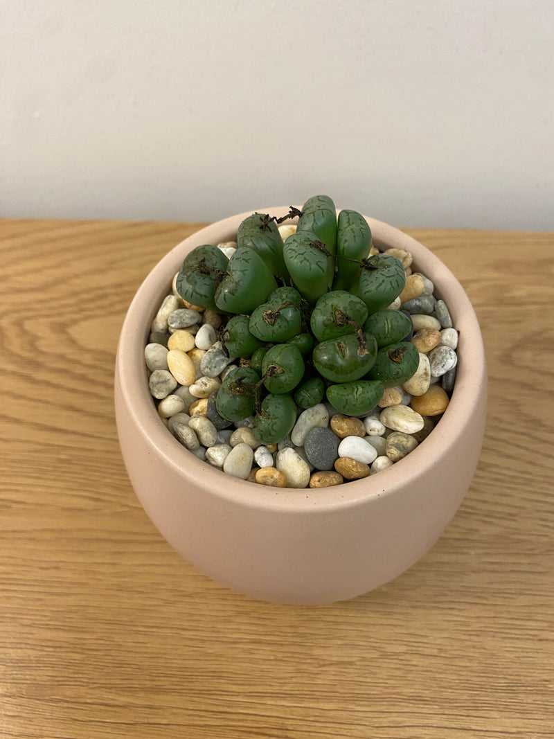 Conophytum minimum ‘scitulum’