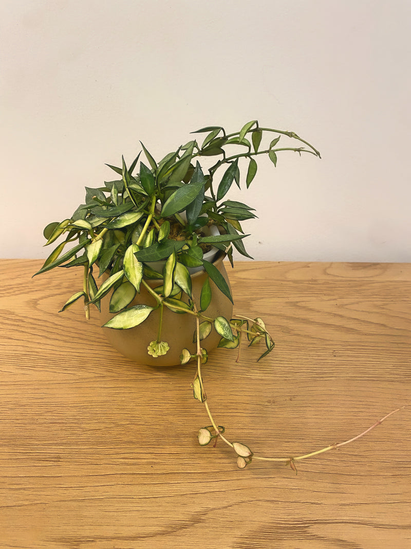 Hoya Lacunosa Variegated