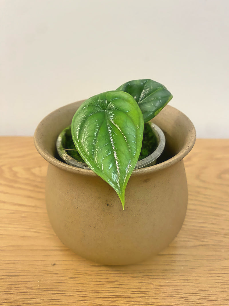 Alocasia Dragon Scale