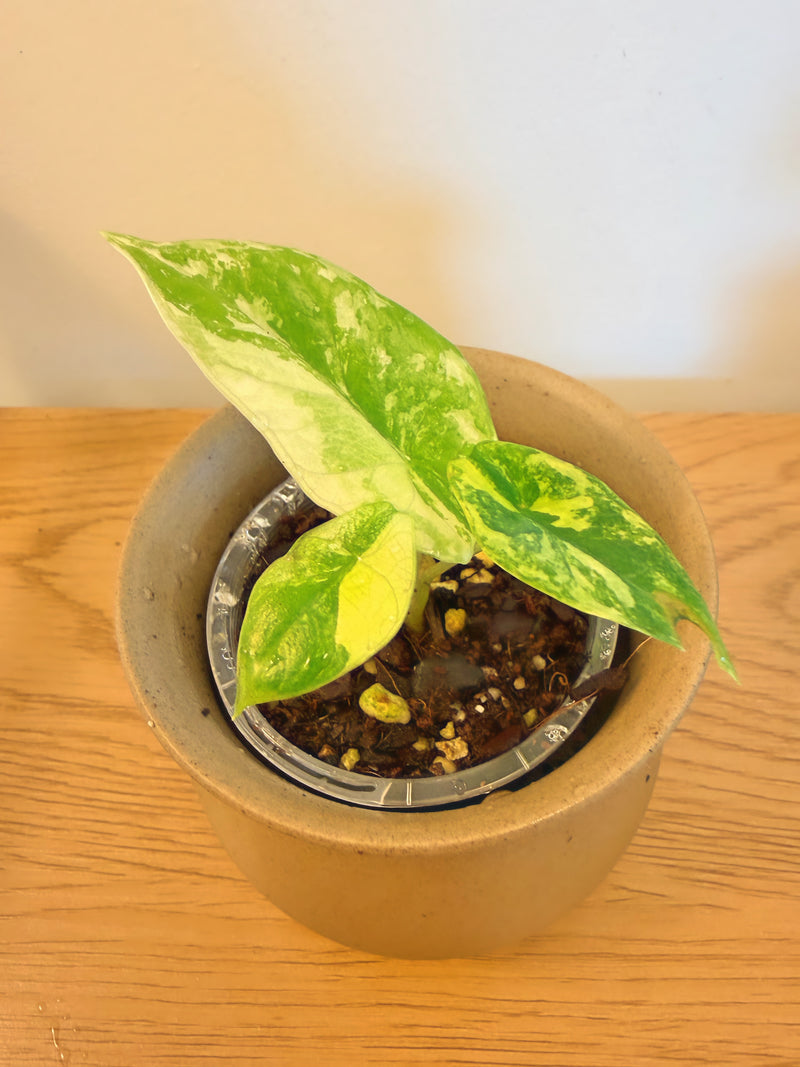 Alocasia Scalprum Variegated