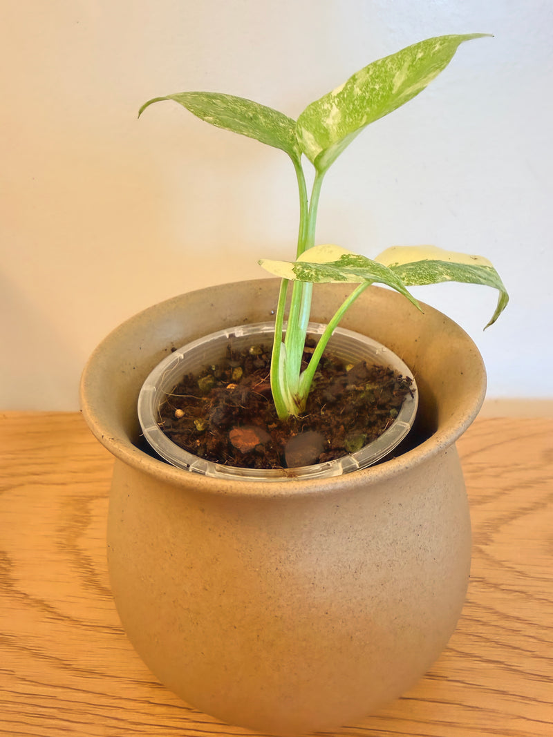 Monstera Green Snow
