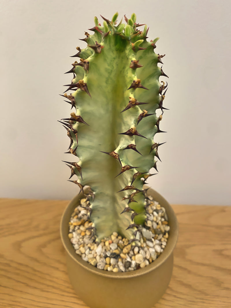 Euphorbia Amnak